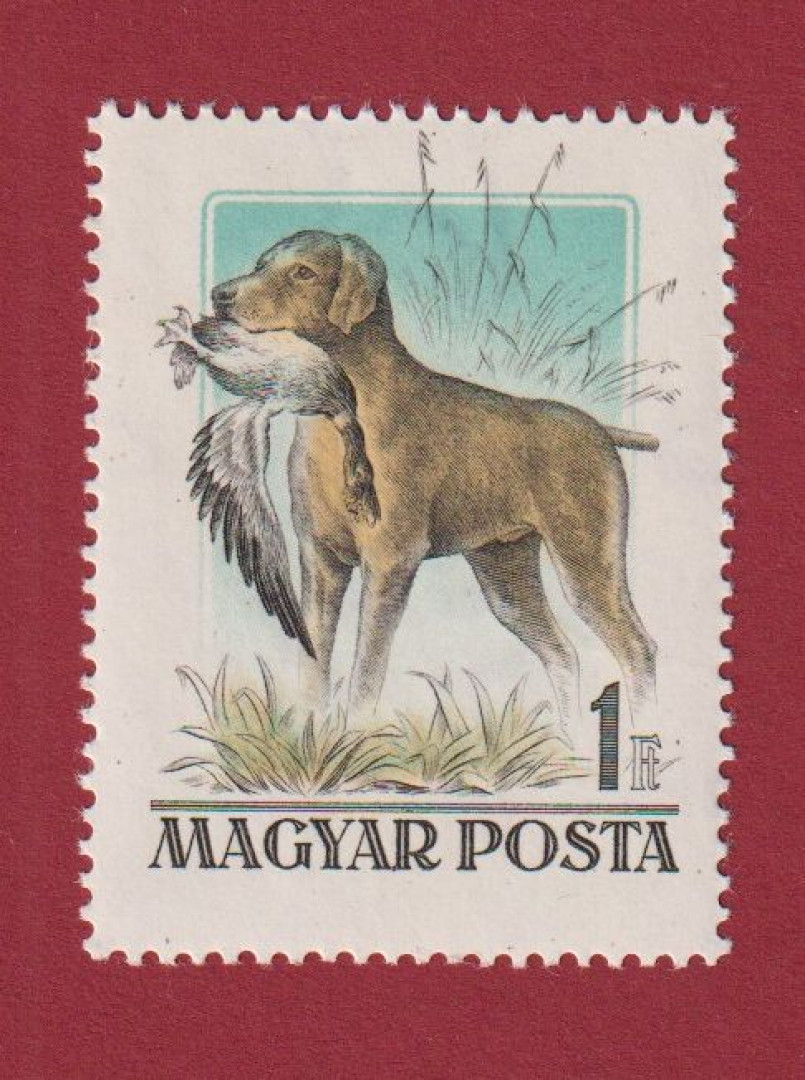 1956. Magyarországi kutyafajták (1524Tny)**